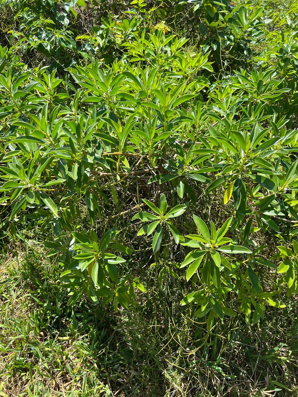 Myoporum crassifolium habit
