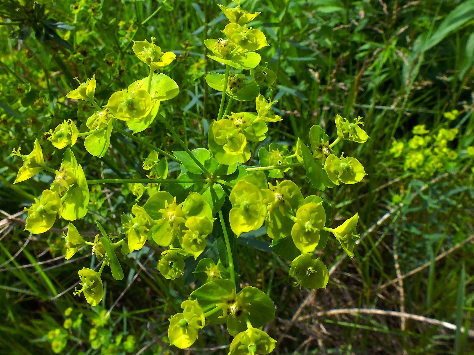 Euphorbia lucida flower