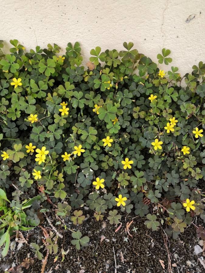 Oxalis fontana flower