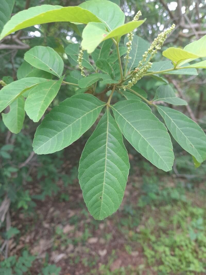 Allophylus cobbe — search result for 'Sapindaceae'