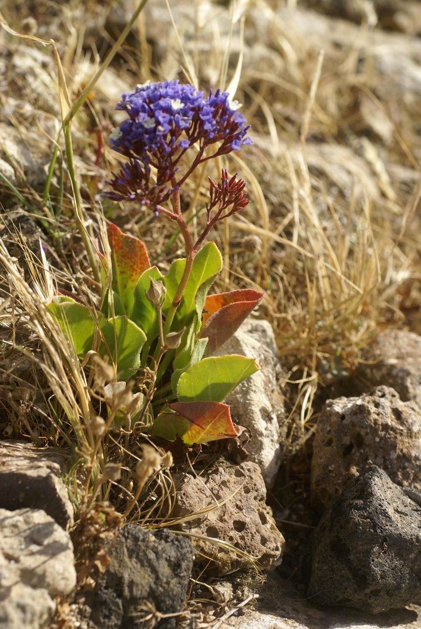 Limonium bourgeaui habit