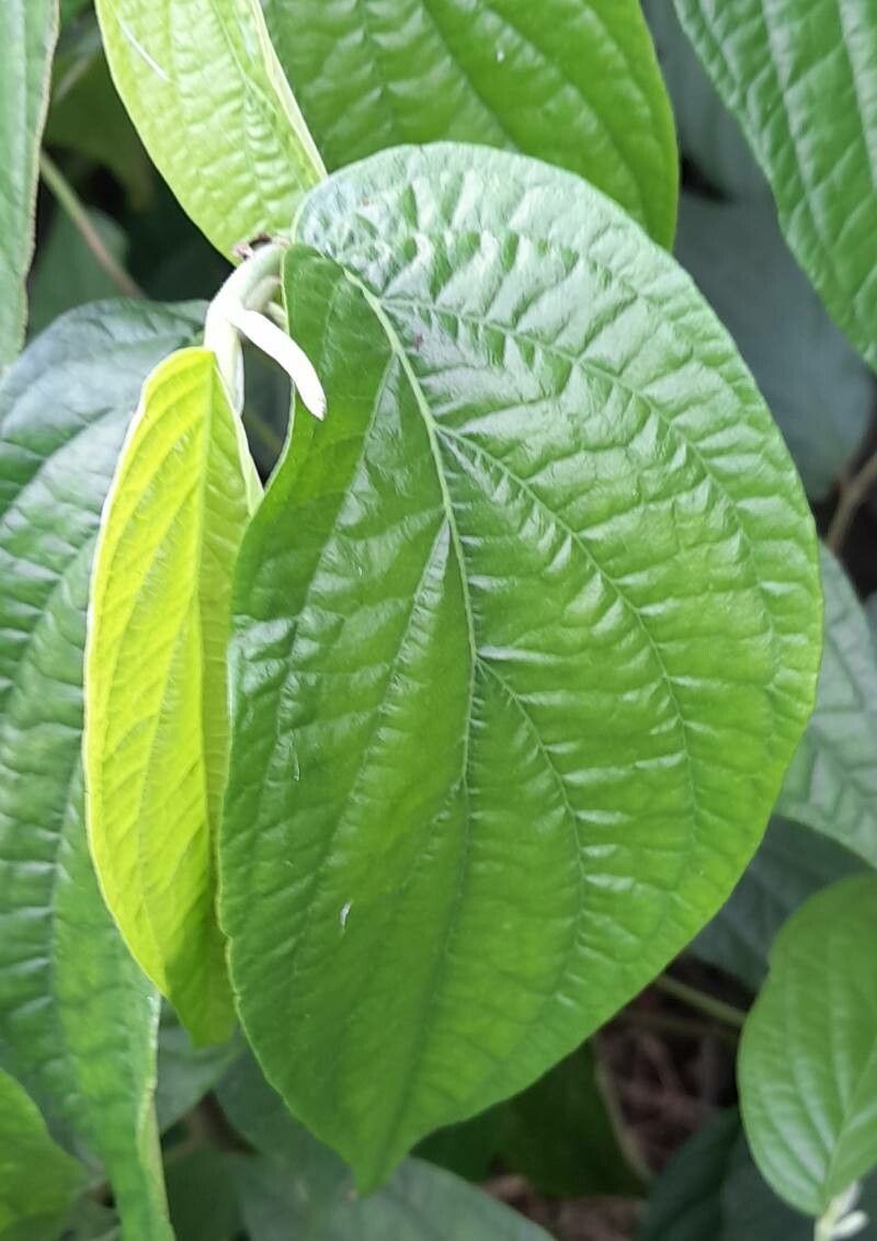 Piper amalago — search result for 'Piperaceae'