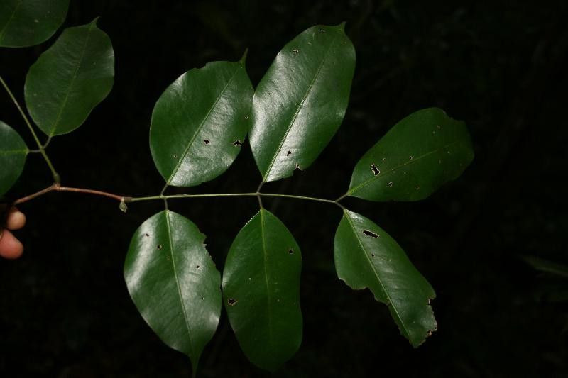 Eperua grandiflora leaf