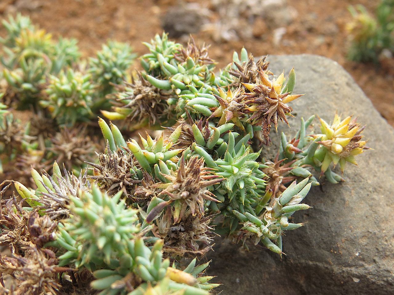 Gymnocarpos sclerocephalus leaf