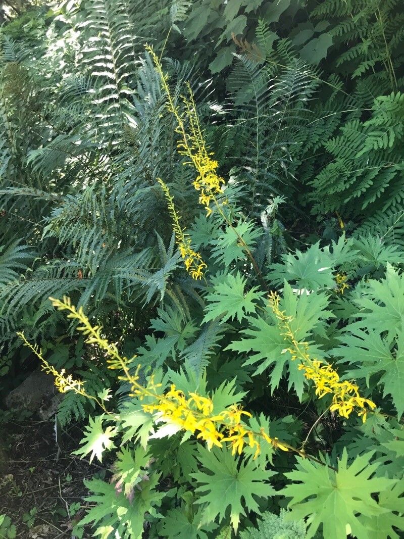 Ligularia przewalskii habit