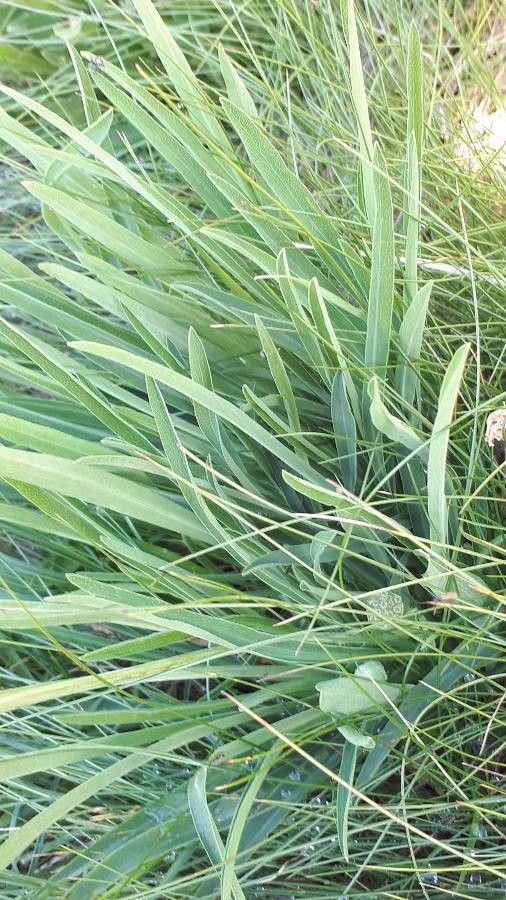 Bupleurum stellatum leaf