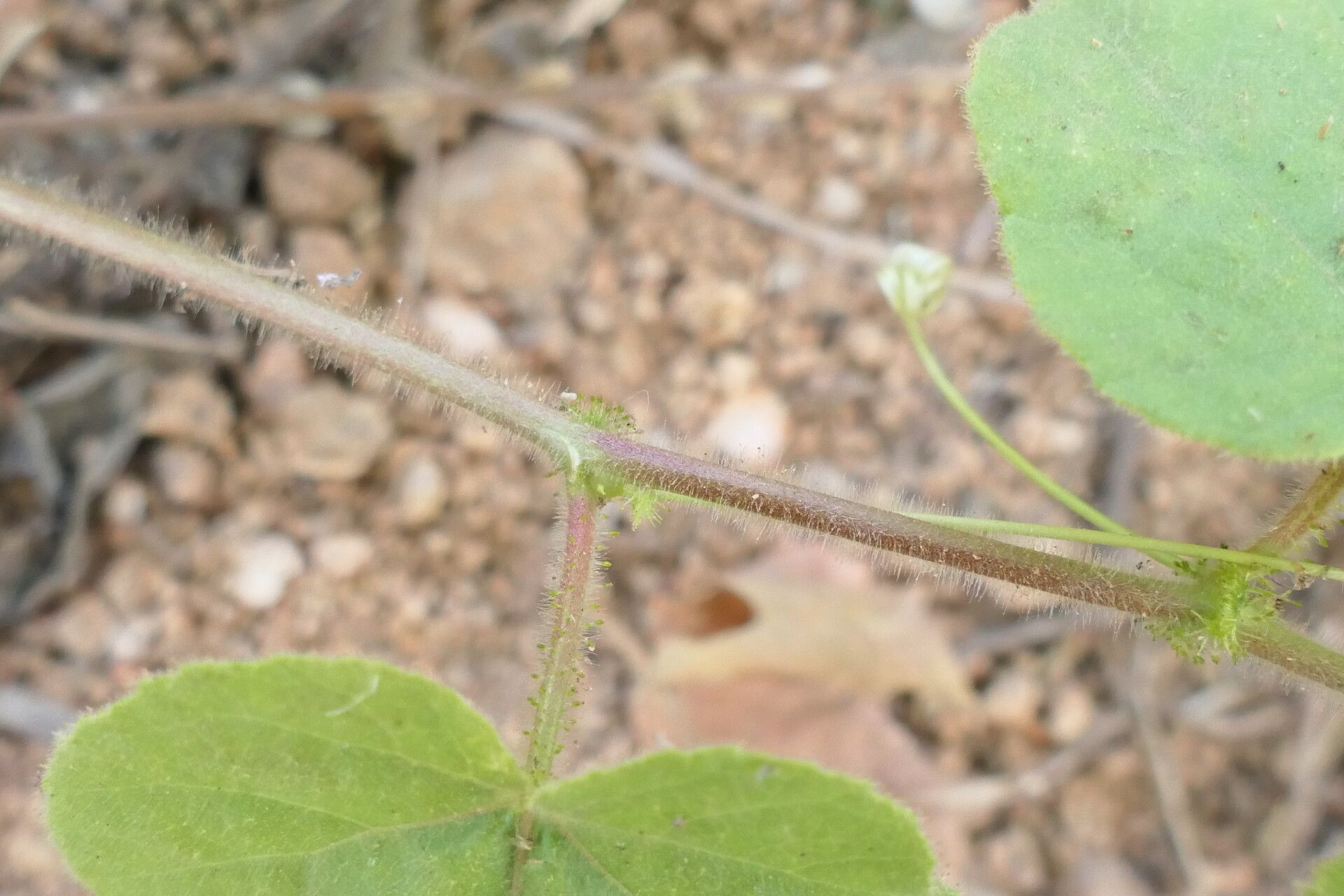 Passiflora vesicaria bark
