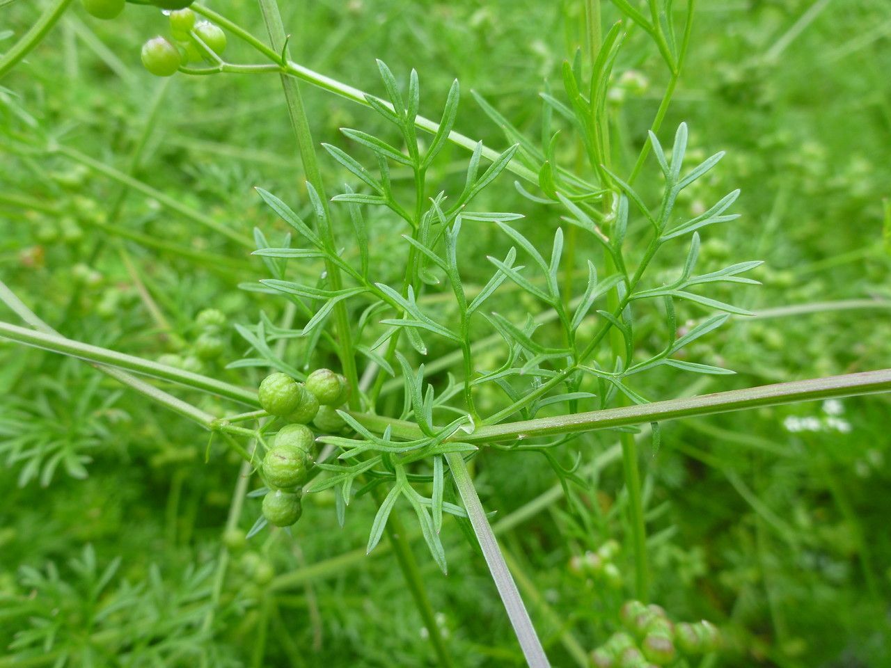 Bifora testiculata fruit
