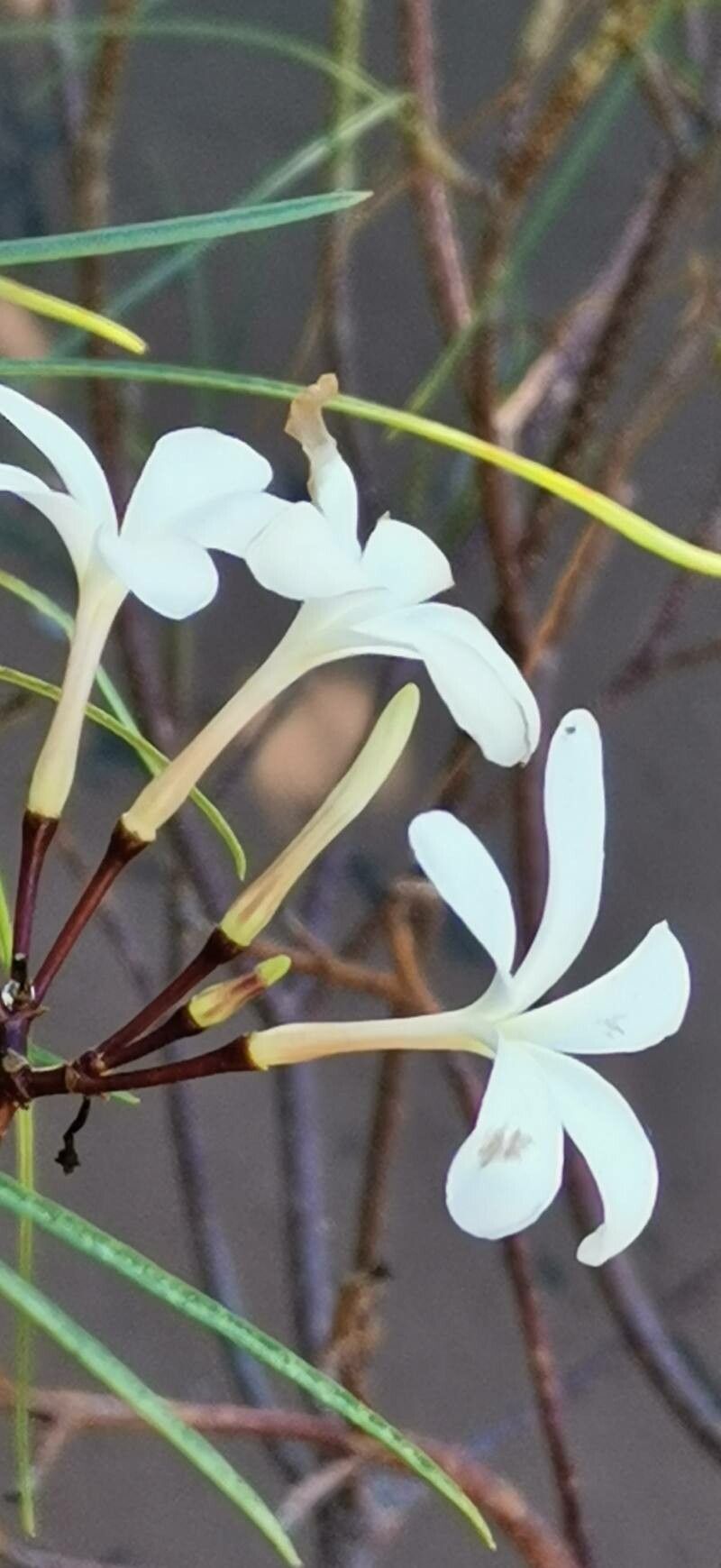 Plumeria filifolia flower