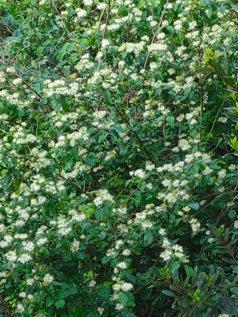 Backhousia myrtifolia flower