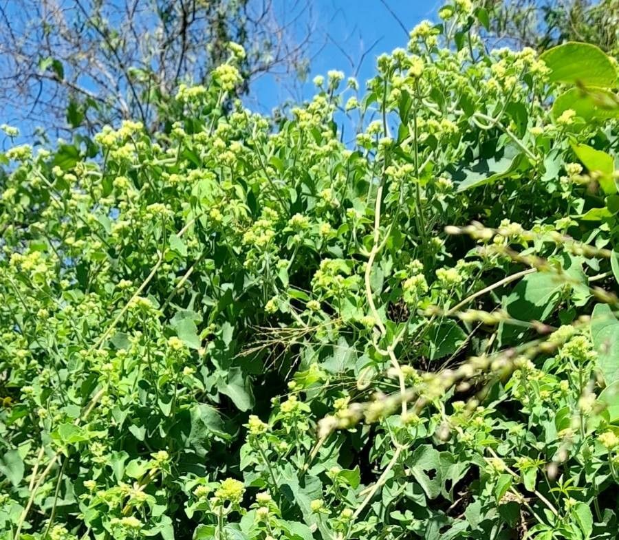 Mikania cordifolia habit