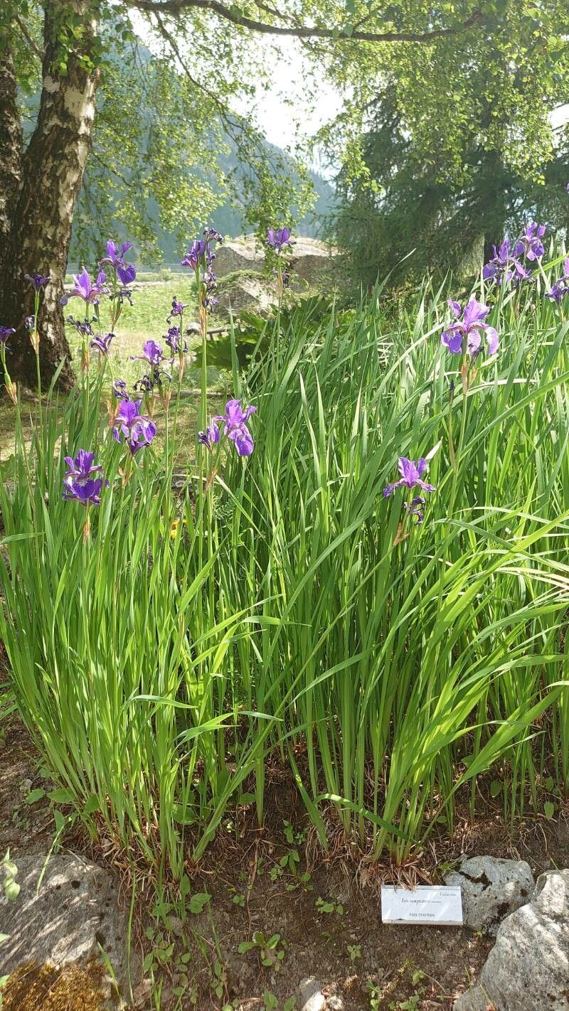 Iris sanguinea habit