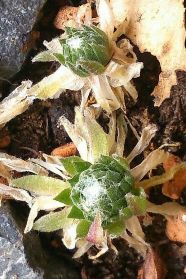 Sempervivum arachnoideum leaf
