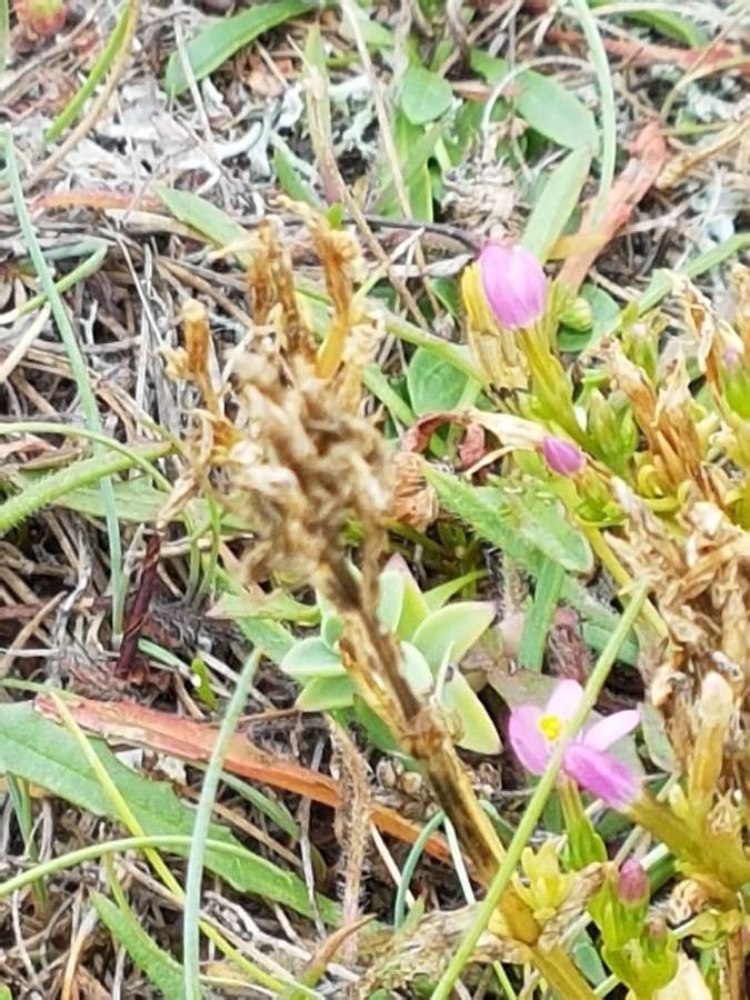 Centaurium littorale fruit