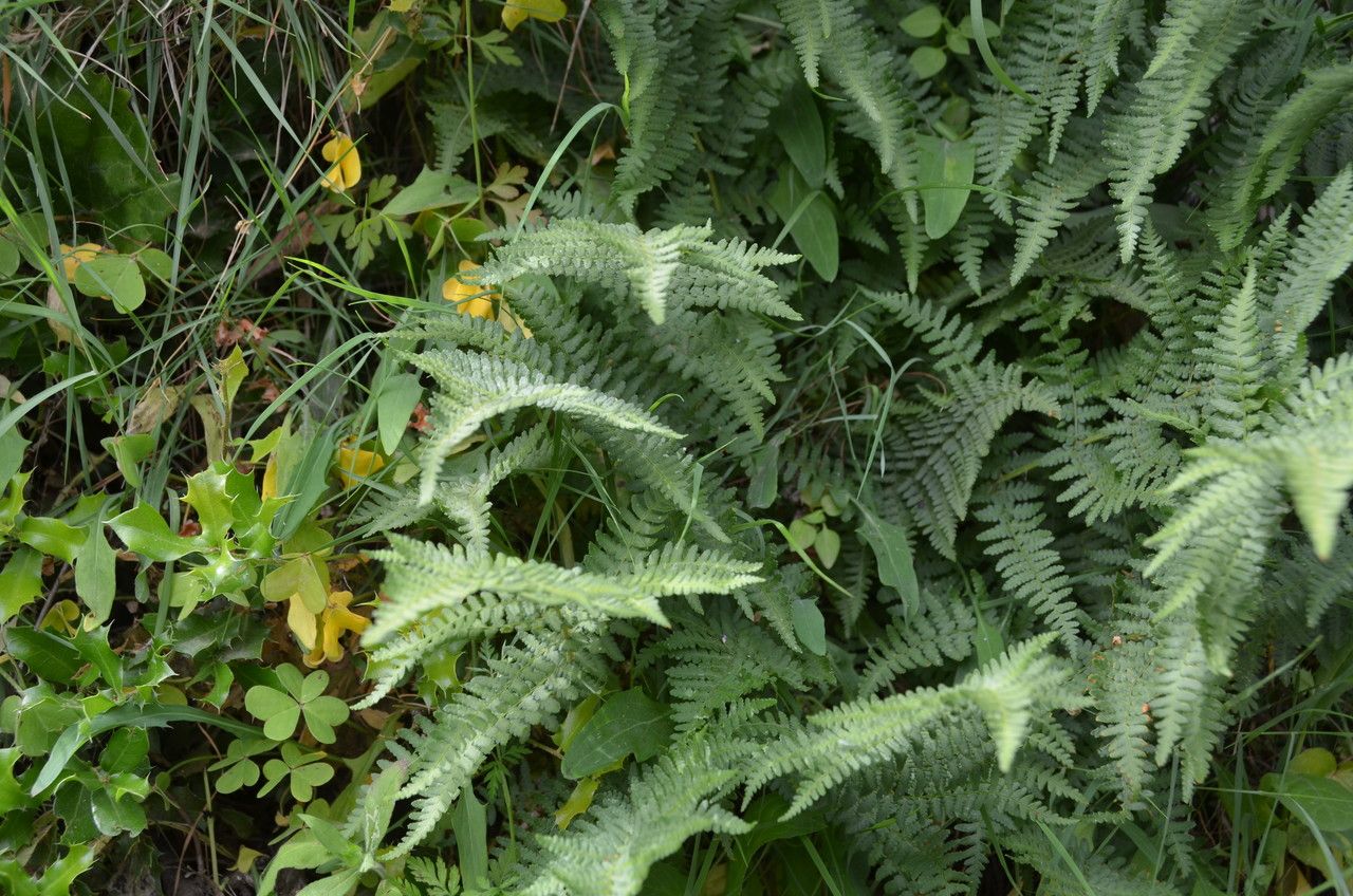 Dryopteris pallida flower