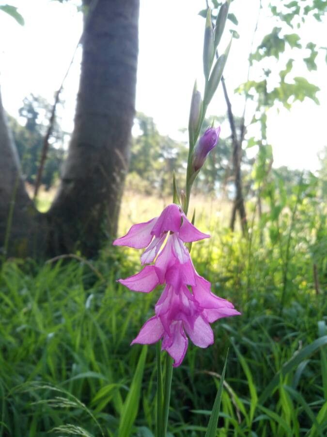 Gladiolus palustris flower