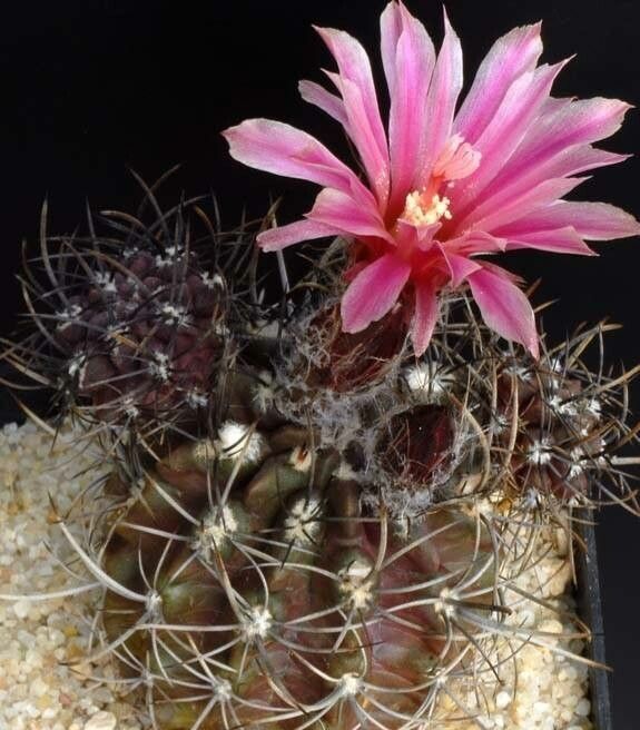 Eriosyce kunzei flower