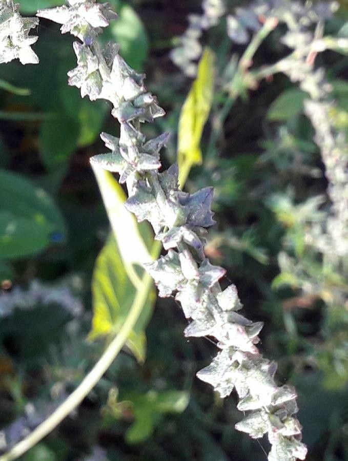 Atriplex prostrata fruit
