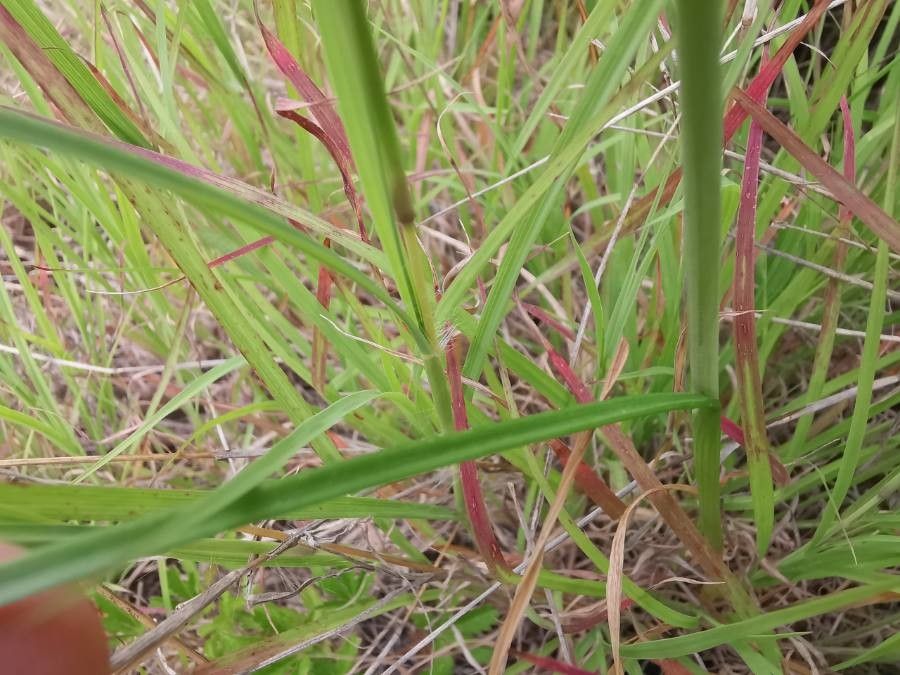 Allium coloratum — natural insect repellents houseplant