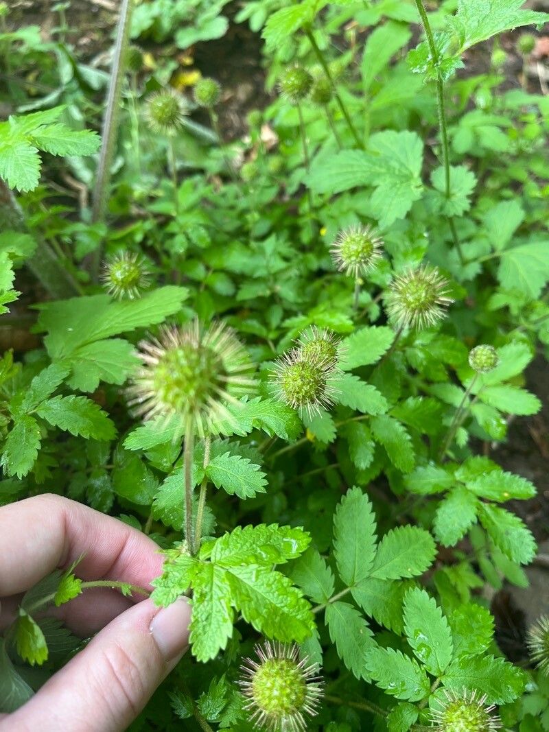 Acaena ovalifolia flower