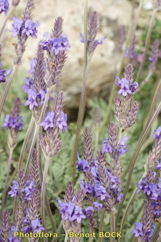 Lavandula lancerottensis habit