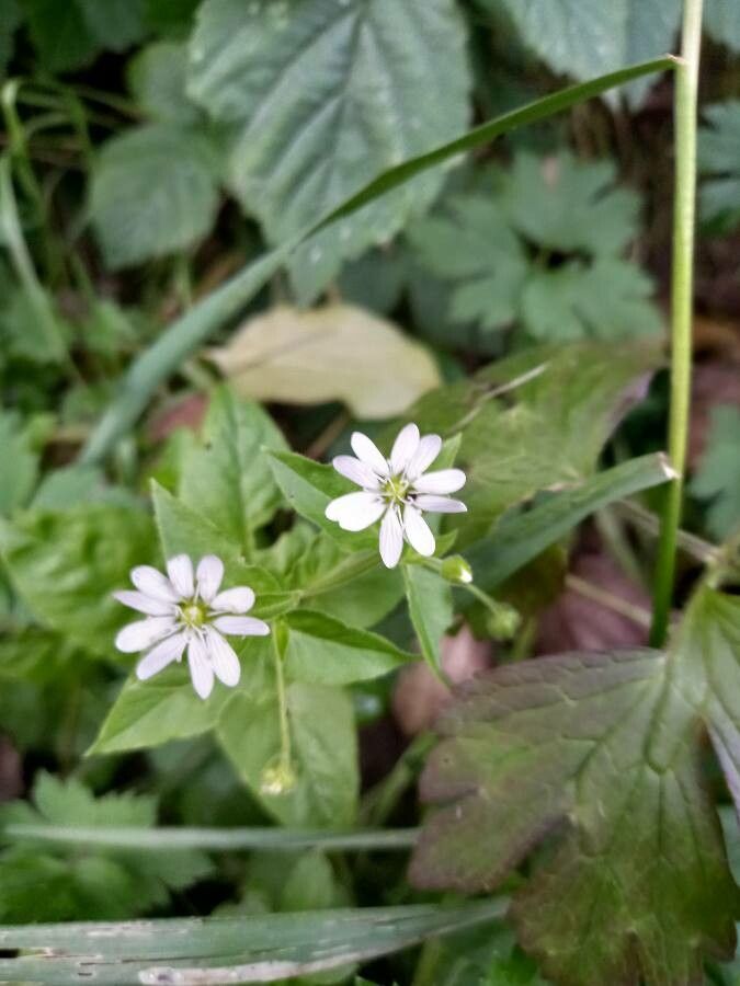 Myosoton aquaticum flower