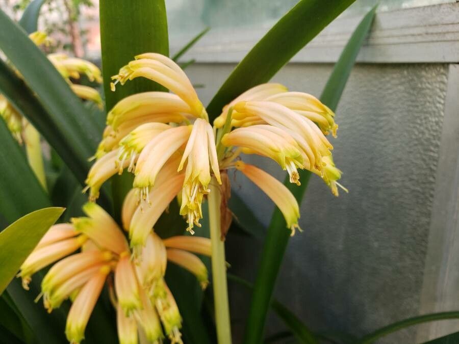 Clivia gardenii flower