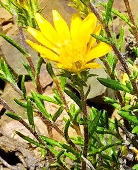 Gorteria alienata — related species from the same genus