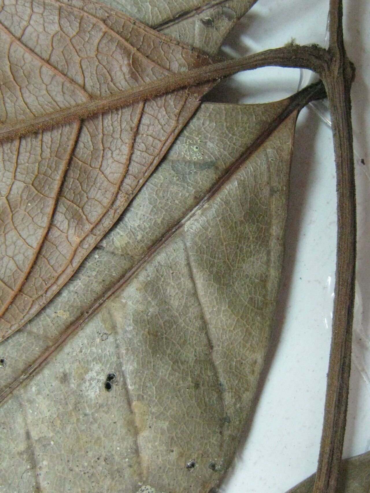 Talisia furfuracea other