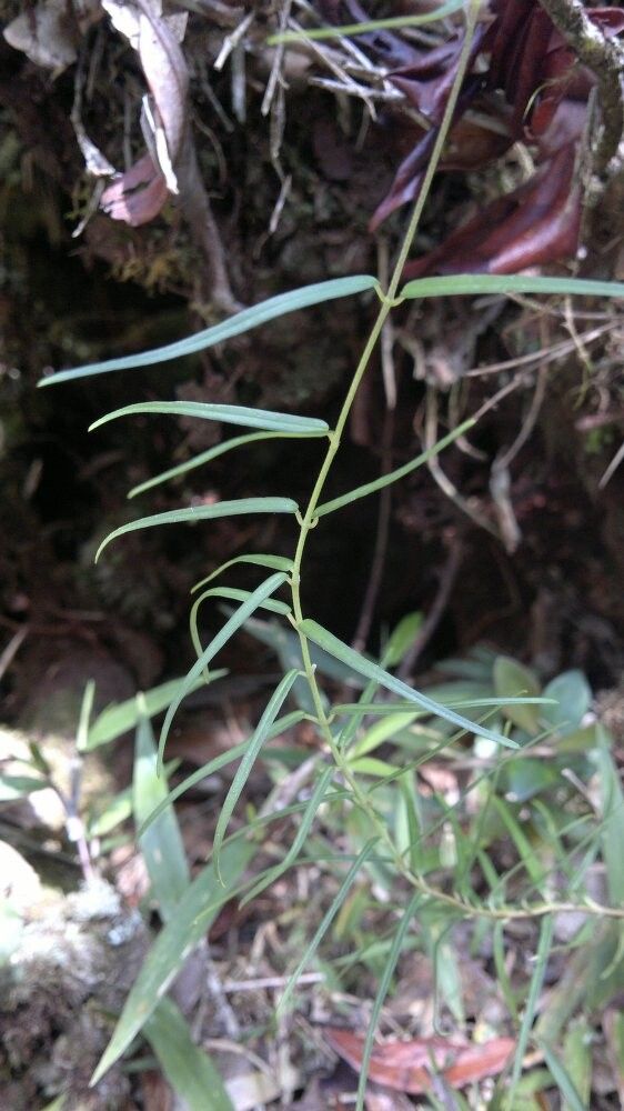 Cynanchum moramangense — houseplant care guide