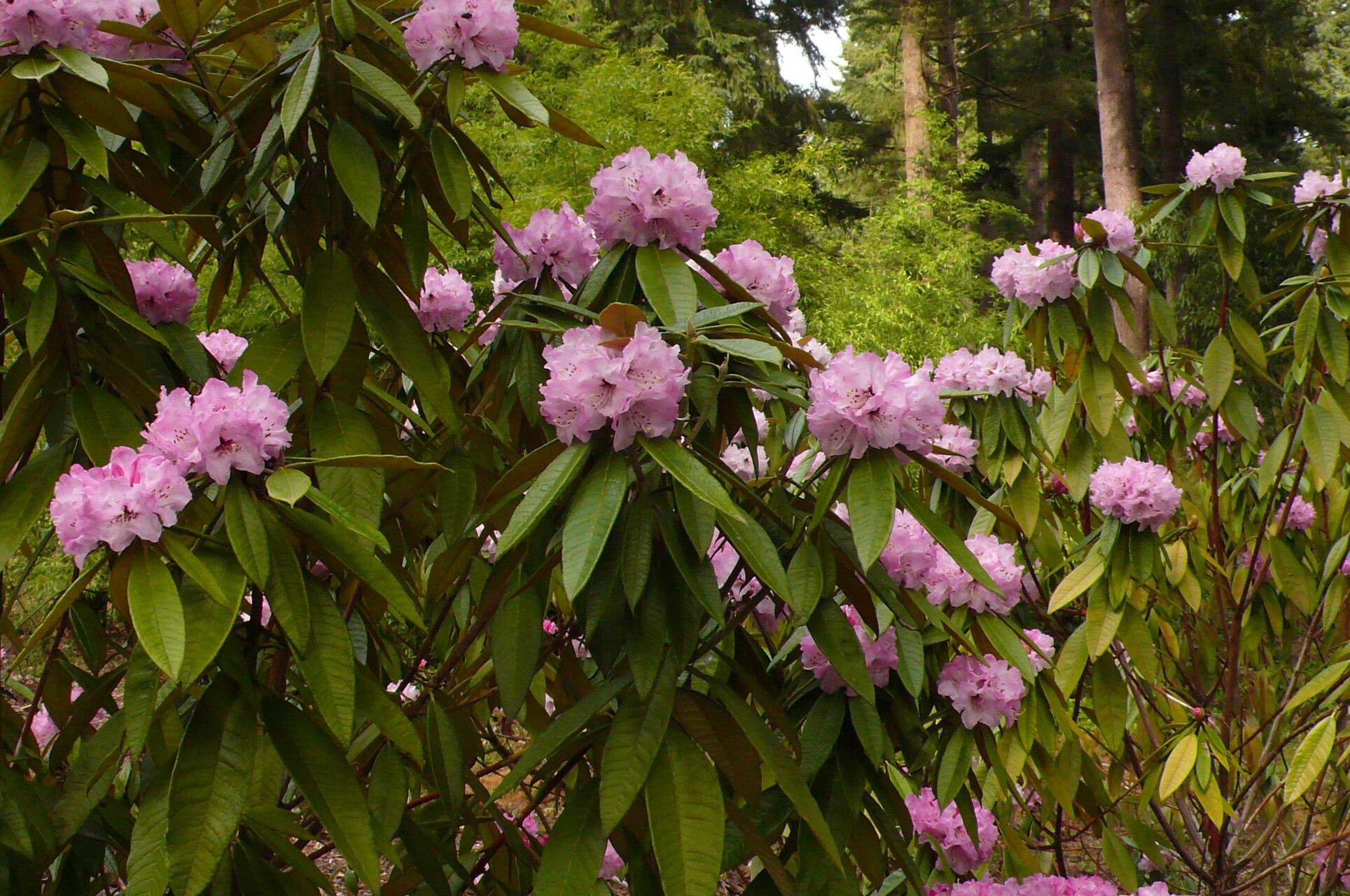 Rhododendron denudatum habit
