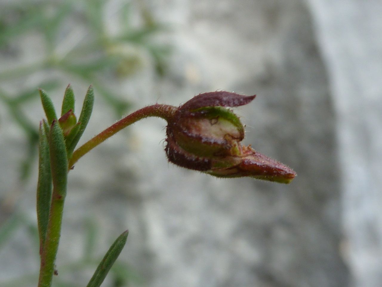 Fumana ericifolia fruit