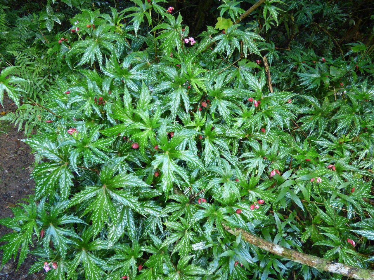 Begonia diadema habit