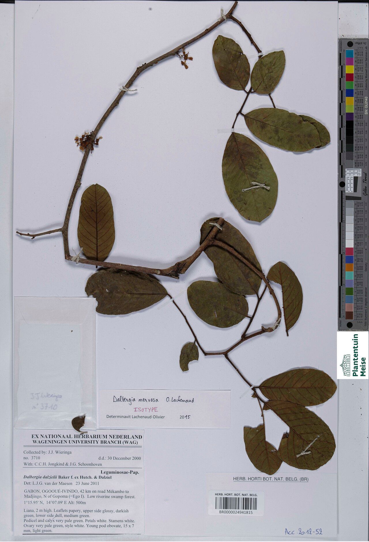 Dalbergia nervosa — houseplant care guide