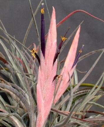 Tillandsia klausii — houseplant care guide