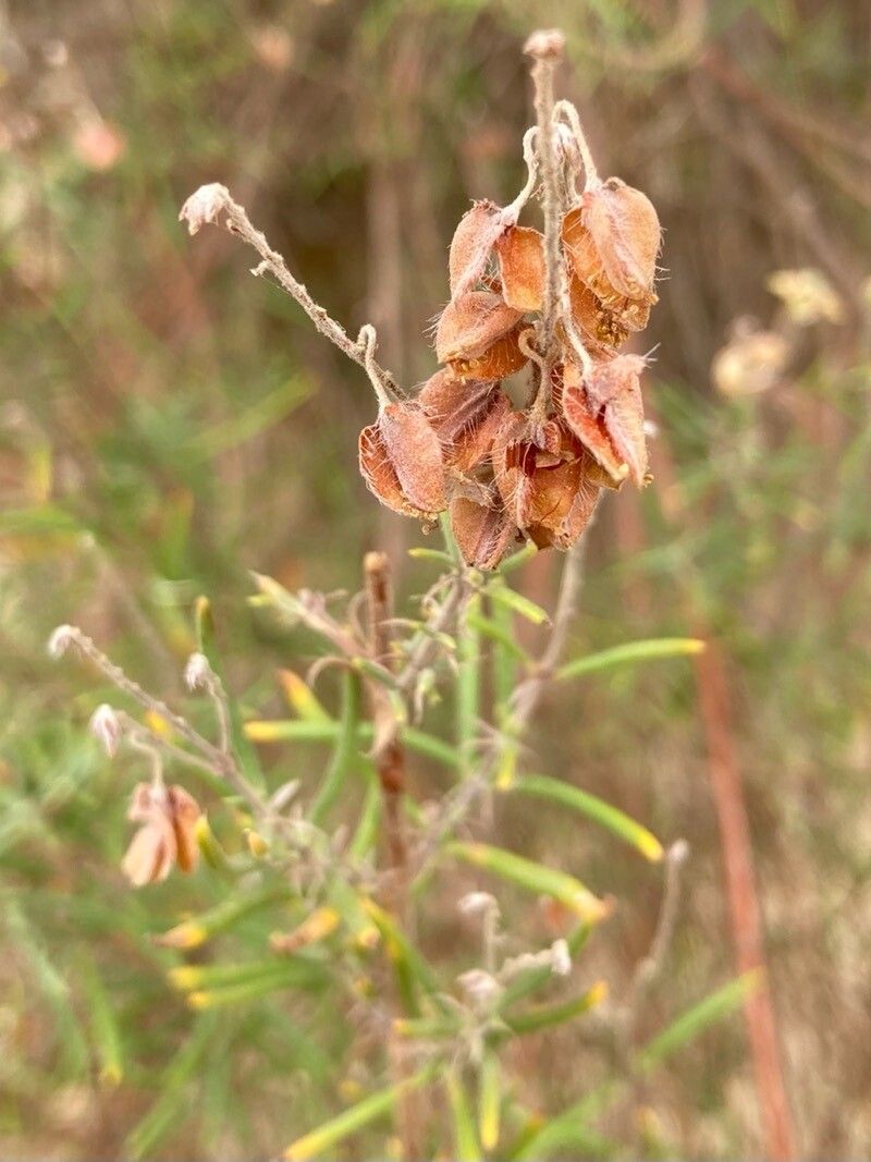 Helianthemum syriacum fruit