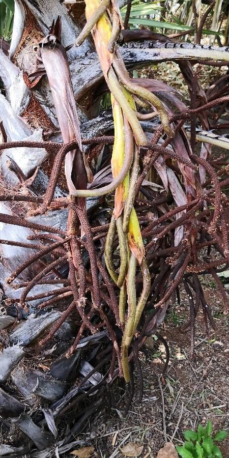 Hyphaene thebaica flower