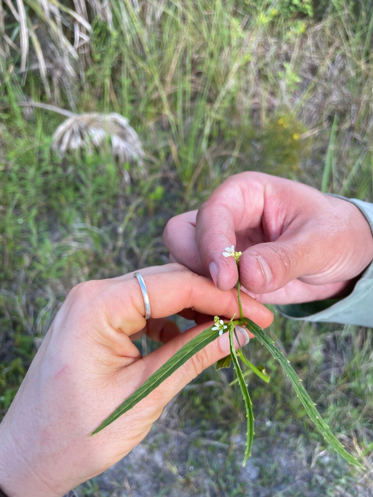 Caperonia castaneifolia flower