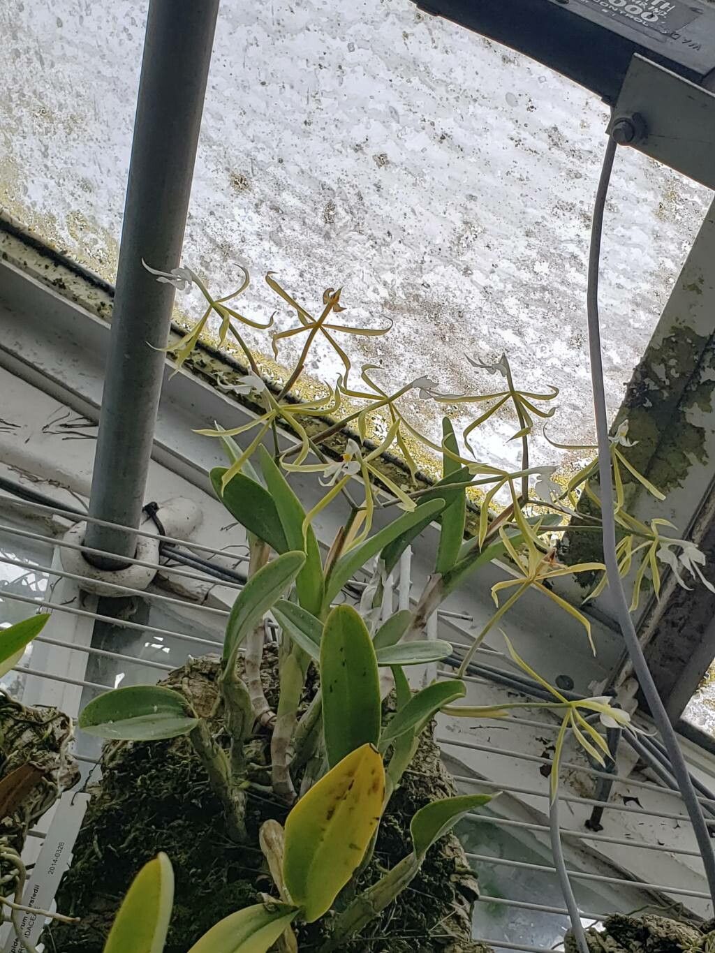 Epidendrum oerstedii — search result for 'Epidendrum'