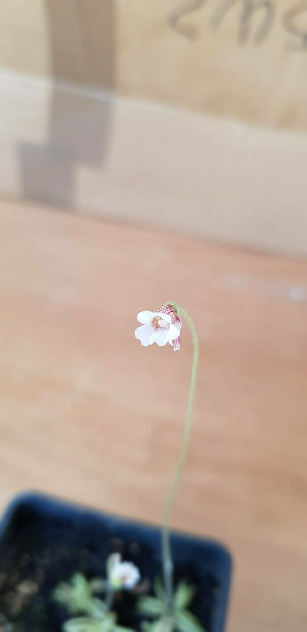 Pinguicula lusitanica flower