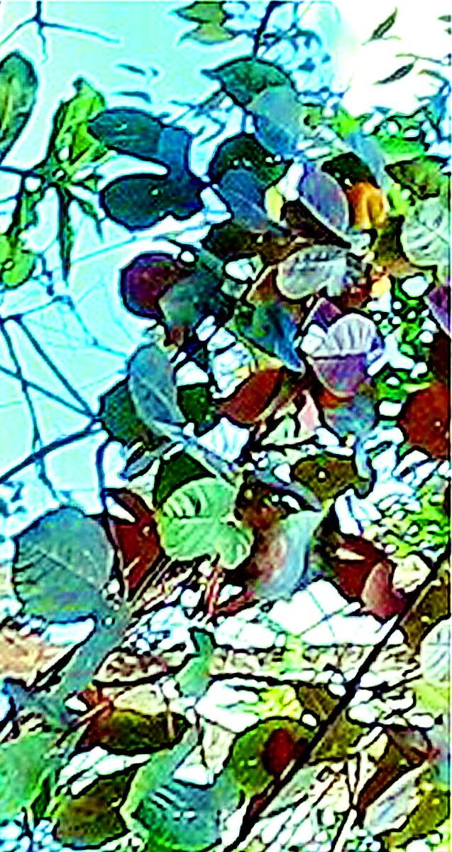 Cochlospermum regium — houseplant care guide