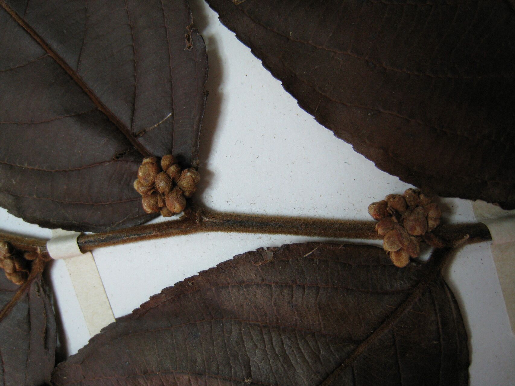 Casearia rusbyana other