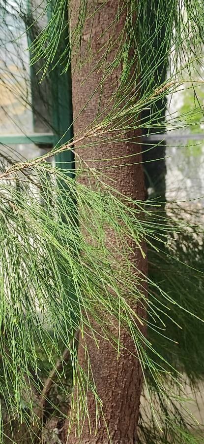 Casuarina glauca — flood tolerant houseplant