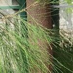 Casuarina glauca