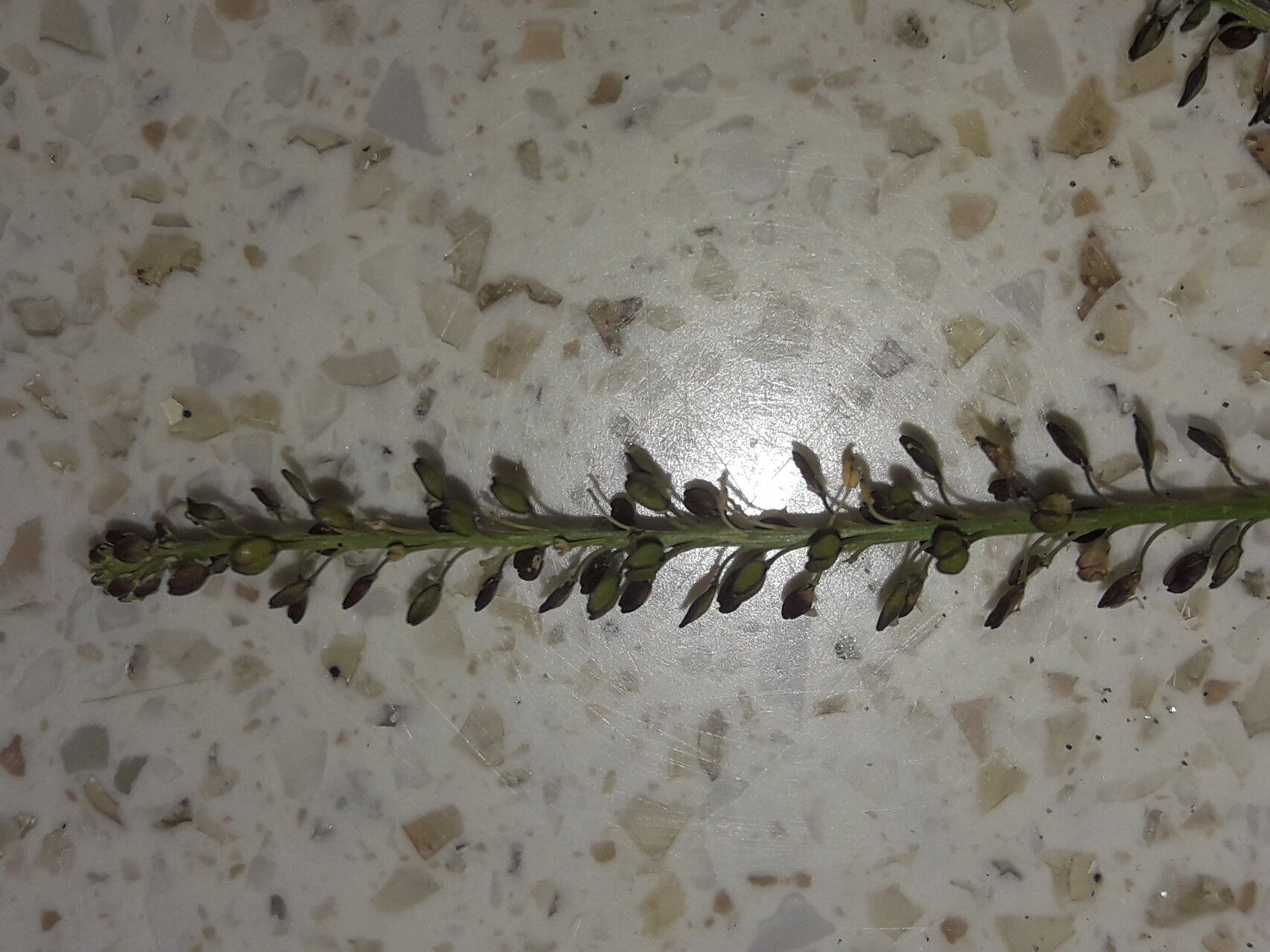 Lepidium africanum fruit