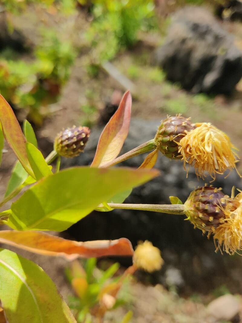 Cheirolophus junonianus fruit