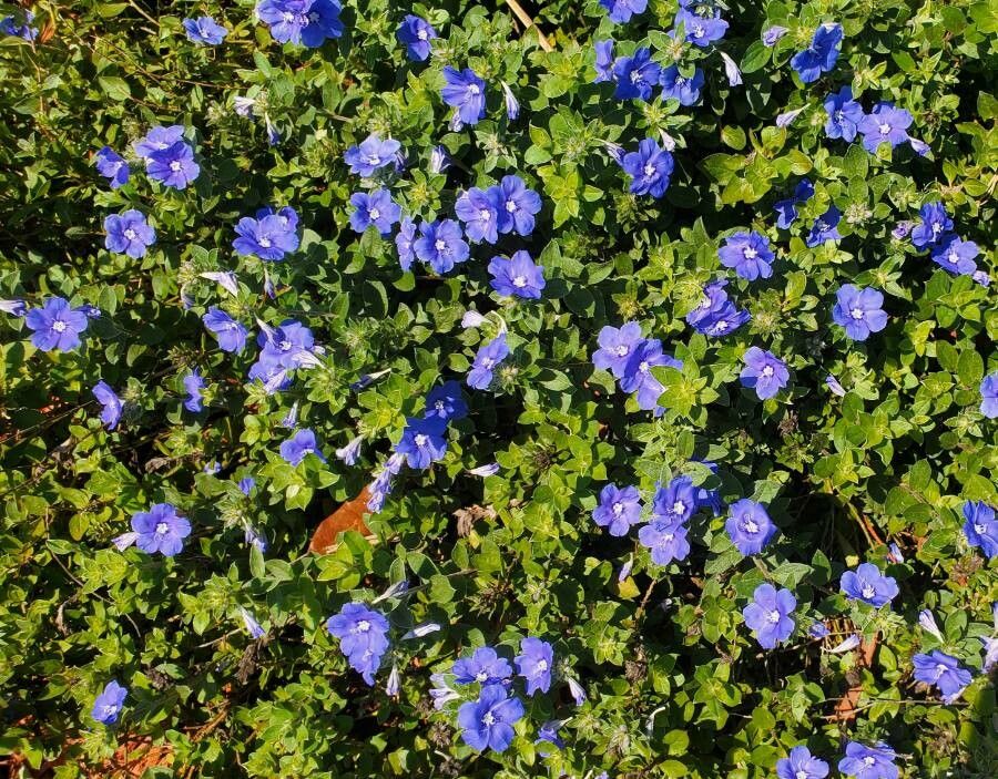 Evolvulus glomeratus flower