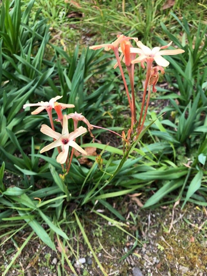 Ixia paniculata habit
