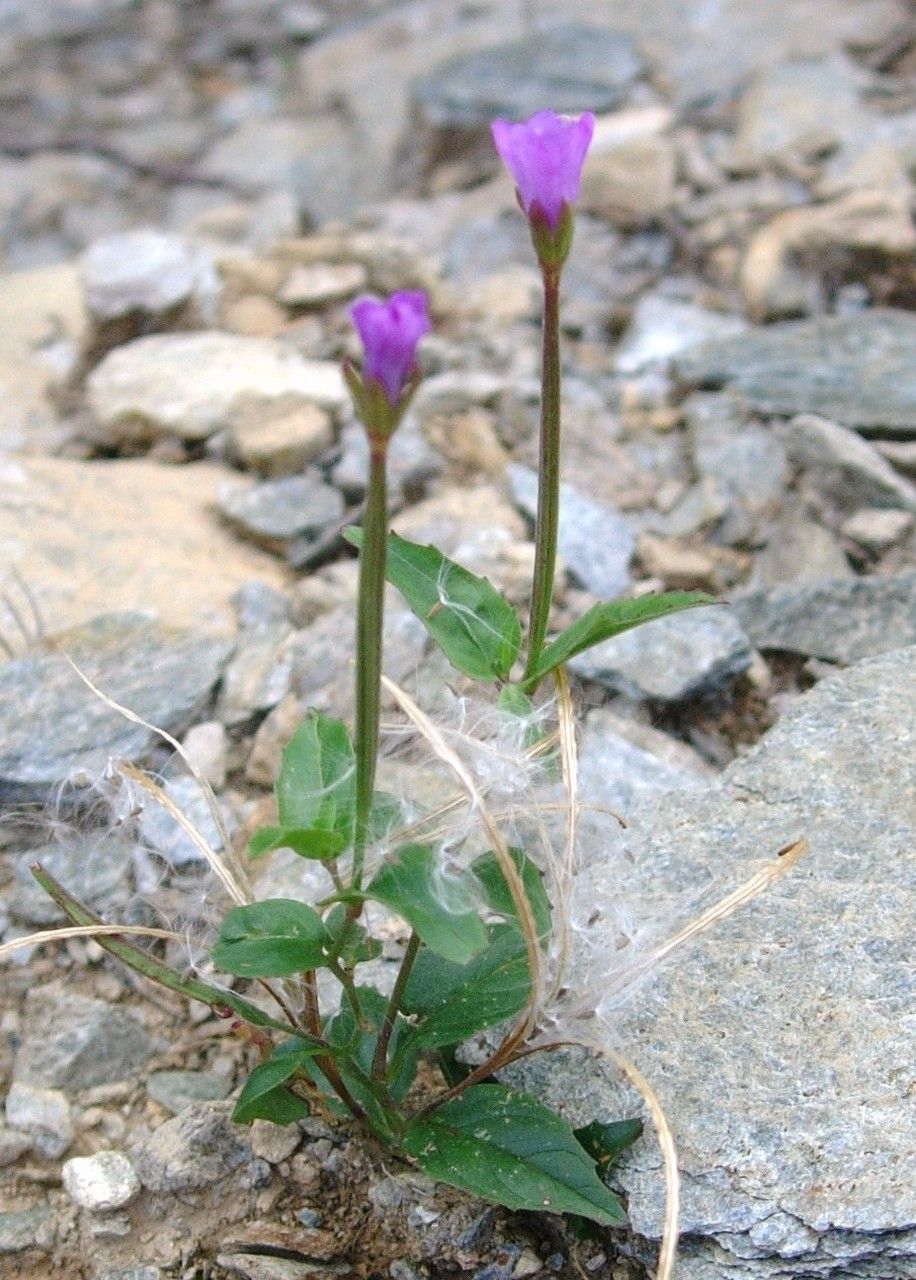 Epilobium nutans habit