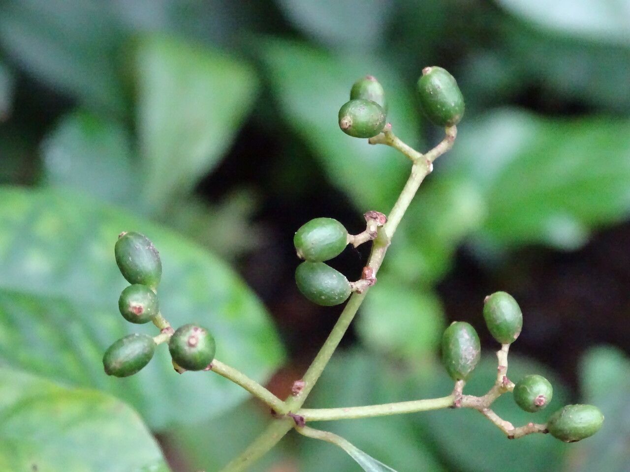 Psychotria carthagenensis fruit